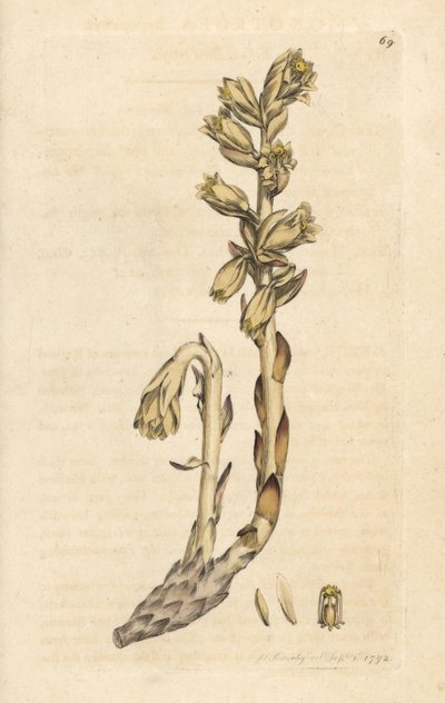 Geel vogelnest, Monotropa hypopitys (Aristoloche) Handgekleurde kopergravure naar een illustratie door James Sowerby uit James Smith