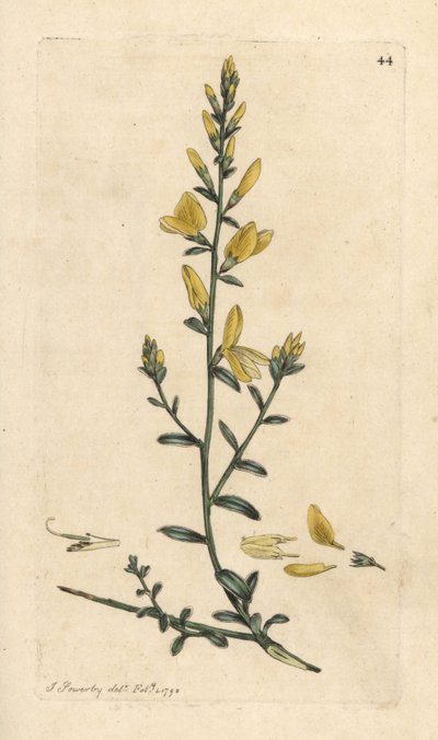 Verfbrem of verfbrem, Genista tinctoria (handgekleurde kopergravure naar een illustratie door James Sowerby uit 