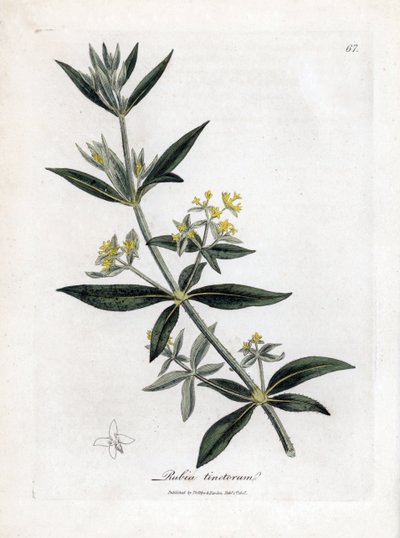 Meekrap, Rubia tinctorum. Illustratie van James Sowerby uit William Woodville en Sir William Jackson Hooker