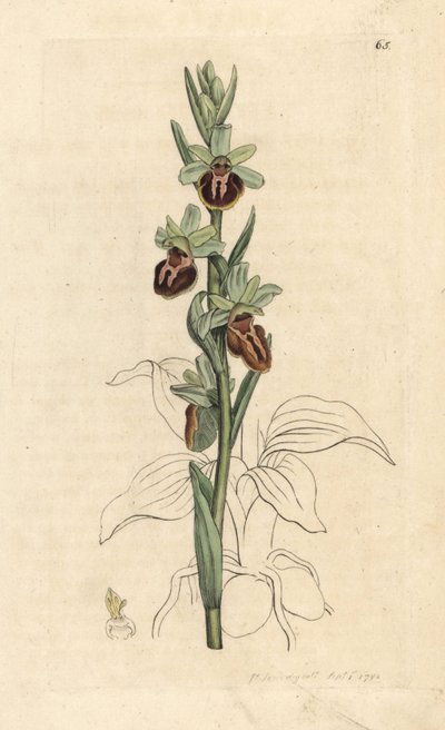 Vroege spinnenorchis, Ophrys sphegodes (Spinnenorchis, Ophrys aranifera) door James Sowerby