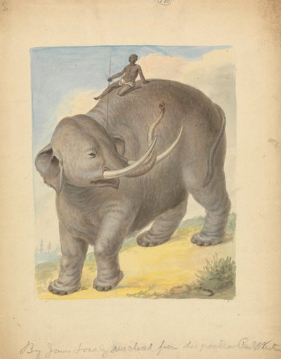 Olifant met ruiter door James Sowerby