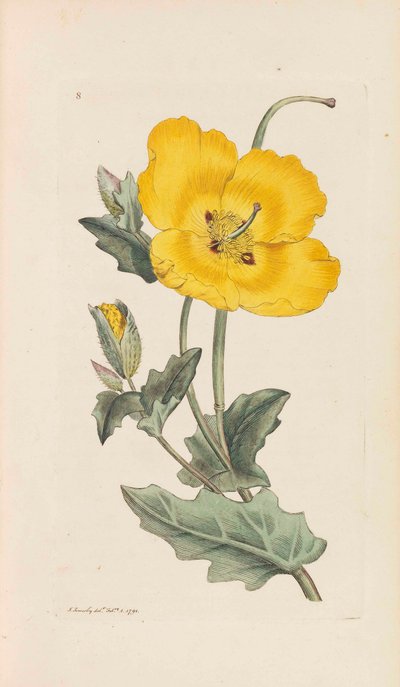 Engelse Botanica, 1790-1800 door James Sowerby