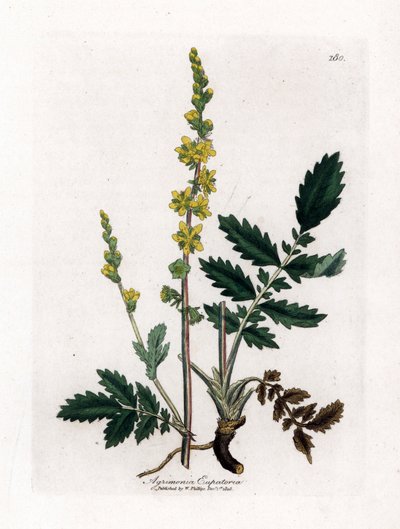 Eupatory zuur - Agrimonie, Agrimonia eupatoria. Handgekleurde kopergravure uit een botanische illustratie door James Sowerby uit William Woodville en Sir William Jackson Hooker