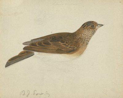 Euraziatische veldleeuwerik door James Sowerby