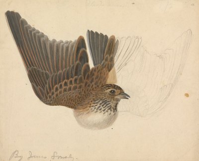 Euraziatische veldleeuwerik door James Sowerby