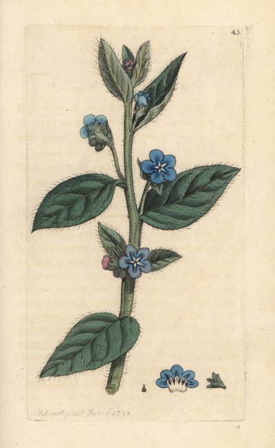 Winterharde ossentong, Pentaglottis sempervirens (Winterharde alkanet, Anchusa sempervirens) door James Sowerby