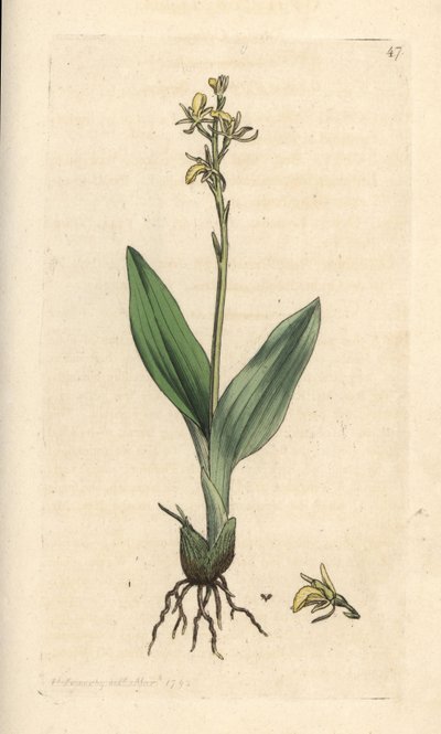 Moerasorchis, Liparis loeselii. Illustratie van James Sowerby uit James Smith