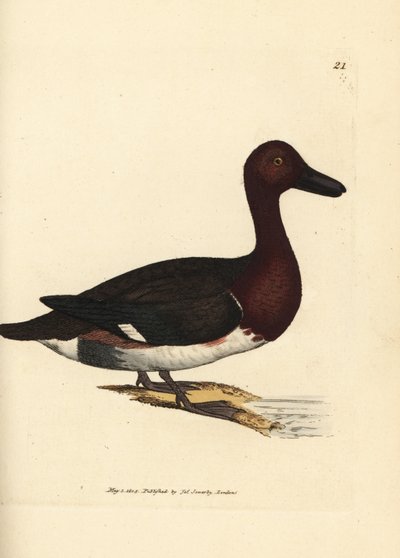 Witoogeend, Aythya nyroca (Anas nyroca, olijftuft eend). Handgekleurde kopergravure door James Sowerby uit The British Miscellany, of Coloured figures of new, rare, or little known animal subjects. door James Sowerby
