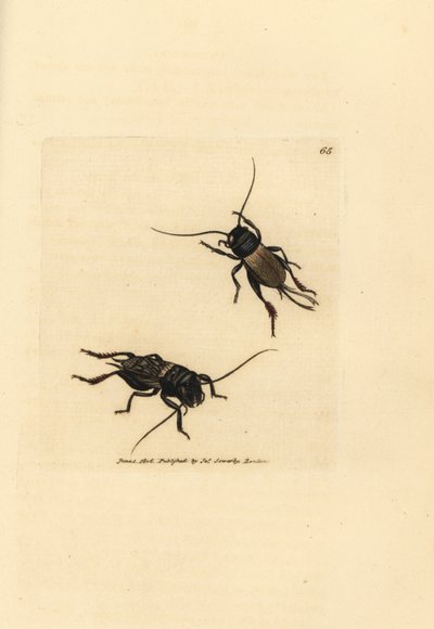 Veldkrekel, Gryllus campestris (Accheta campestris). Handgekleurde kopergravure door James Sowerby uit The British Miscellany, of Coloured figures of new, rare, or little known animal subjects. door James Sowerby