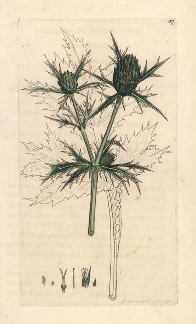 Veldkruid, Eryngium campestre (Panicaut champetre) Handgekleurde kopergravure naar een illustratie door James Sowerby uit James Smith