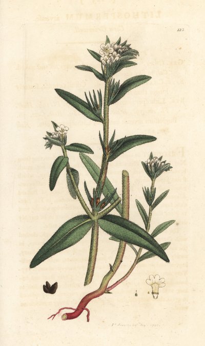 Veldslangenkruid, Buglossoides arvensis (Lithospermum arvense) door James Sowerby