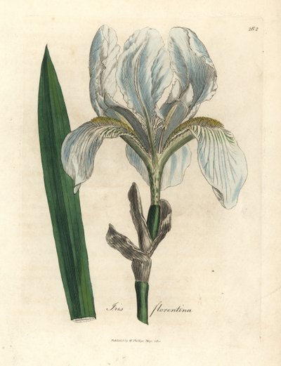 Florentijnse iris door James Sowerby