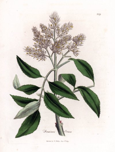 Bloeiende es, Fraxinus ornus. Handgekleurde kopergravure uit een botanische illustratie door James Sowerby uit William Woodville en Sir William Jackson Hooker