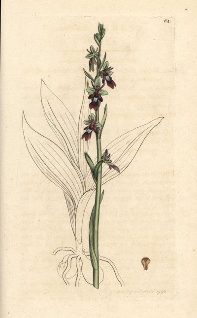 Vliegenorchis, Ophrys insectifera (Vliegenorchis, Ophrys muscifera). Handgekleurde kopergravure naar een illustratie door James Sowerby uit James Smith