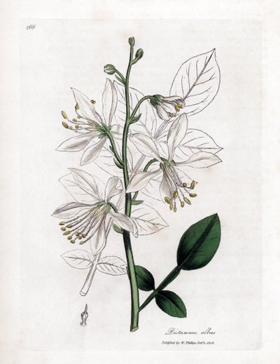 Fraxinelle - Witte fraxinella of basterd diptam, Dictamnus albus. Handgekleurde kopergravure uit een botanische illustratie door James Sowerby uit William Woodville en Sir William Jackson Hooker