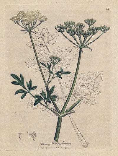 Peterselie, Apium petroselinum. Illustratie van James Sowerby uit William Woodville en Sir William Jackson Hooker
