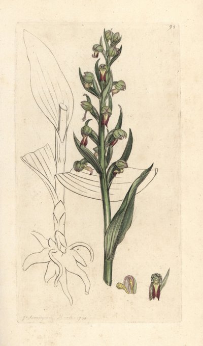 Kikkerorchis, Dactylorhiza viridis. Handgekleurde kopergravure naar een illustratie van James Sowerby uit James Smith