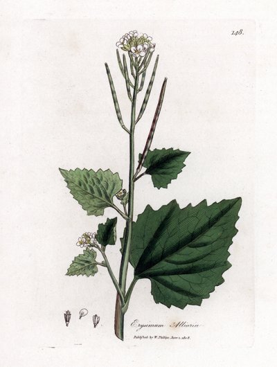 Knoflookmosterd, Alliaria petiolata. Handgekleurde kopergravure uit een botanische illustratie door James Sowerby uit William Woodville en Sir William Jackson Hooker
