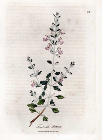 Kattenkruid, Teucrium marum. Illustratie van James Sowerby uit William Woodville en Sir William Jackson Hooker