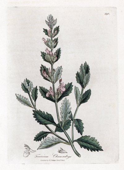 Eikvaren - Eikvaren, Teucrium chamaedrys. Handgekleurde kopergravure uit een botanische illustratie door James Sowerby uit William Woodville en Sir William Jackson Hooker