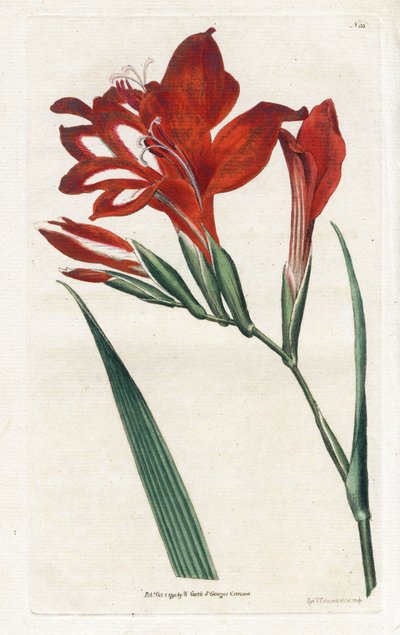 Gladiolus kardinaal door James Sowerby