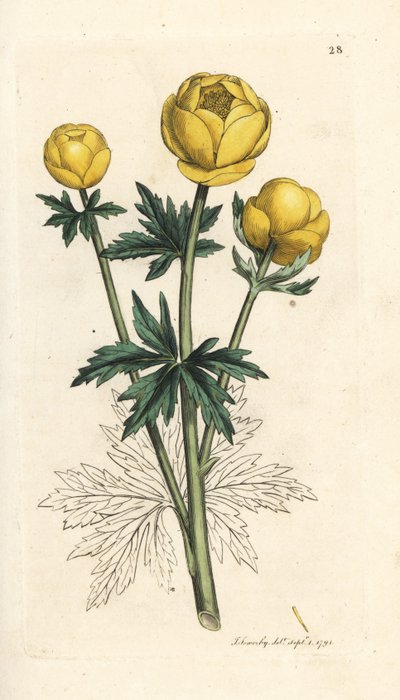Kogelbloem, Trollius europaeus. Illustratie van James Sowerby uit James Smith