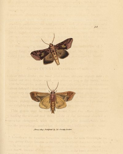 Goudspikkel mot, Autographa bractea (Phalaena Noctua bractea). Handgekleurde kopergravure door James Sowerby uit The British Miscellany, of Coloured figures of new, rare, or little known animal subjects. door James Sowerby