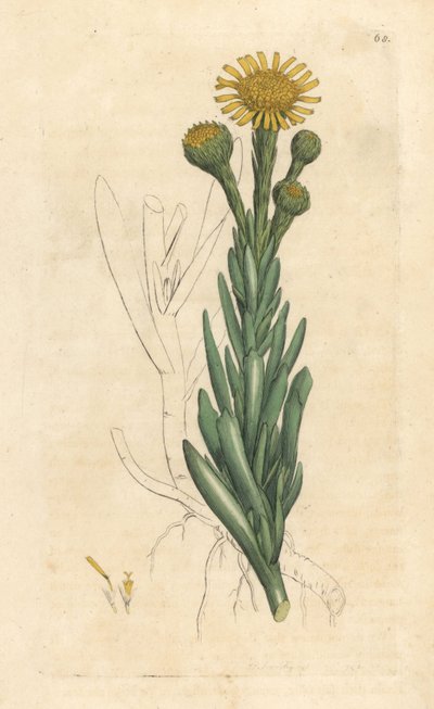 Gouden zeekraal, Limbarda crithmoides. Handgekleurde kopergravure naar een illustratie door James Sowerby uit James Smith