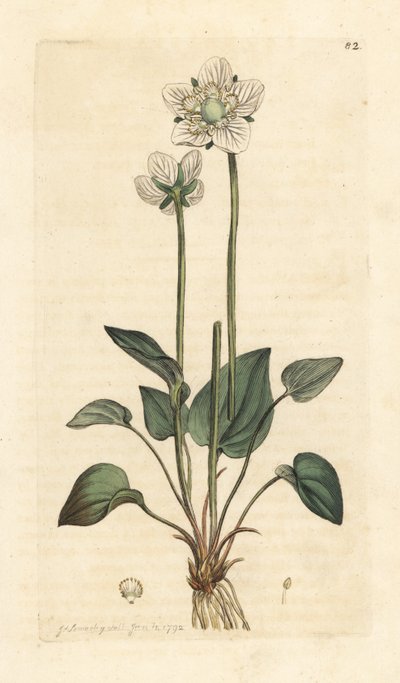 Parnassia, Parnassia palustris. Illustratie van James Sowerby uit James Smith