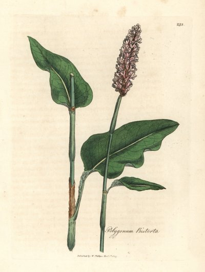 Adderwortel, Polygonum bistorta door James Sowerby