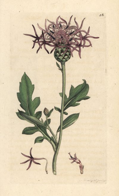 Grote centaurie, Centaurea scabiosa. Handgekleurde kopergravure naar een illustratie door James Sowerby uit James Smith