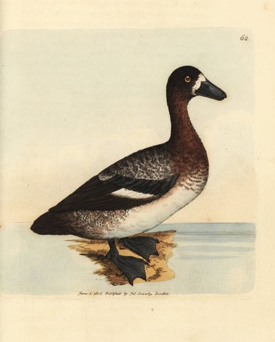 Grote tafeleend, Aythya marila, vrouwtje (Witwang eend, Anas fraenata). Handgekleurde kopergravure door James Sowerby uit The British Miscellany, of Coloured figures of new, rare, or little known animal subjects. door James Sowerby
