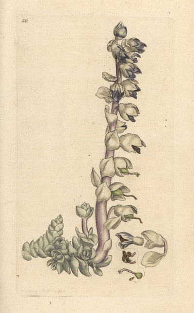 Grote schubwortel, Lathraea squamaria. Handgekleurde kopergravure naar een illustratie van James Sowerby uit James Smith