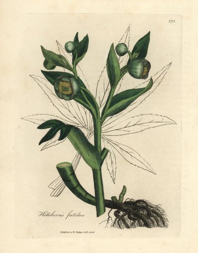 Groenbloeiende stinkende nieskruid of berenklauw, Helleborus foetidus door James Sowerby