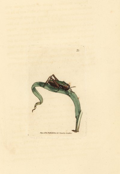 Groene sprinkhaan, Omocestus viridulus. Illustratie van James Sowerby uit 