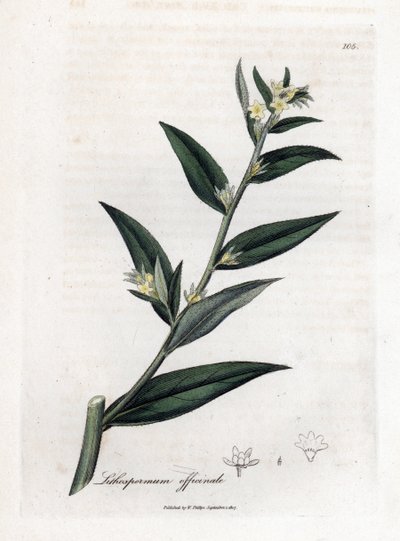 Gremil officinal of parelgras - Gromwell, Lithospermum officinale. Handgekleurde kopergravure uit een botanische illustratie door James Sowerby uit William Woodville en Sir William Jackson Hooker