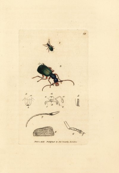 Grondsprietkever, Drypta dentata door James Sowerby