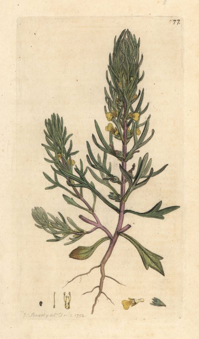Grondpijn, Ajuga chamaepitys. Handgekleurde kopergravure naar een illustratie door James Sowerby uit James Smith