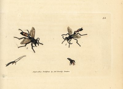 Haarwesp, Podalonia hirsuta. Illustratie van James Sowerby uit 