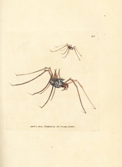 Hooiwagen, Megabunus diadema door James Sowerby