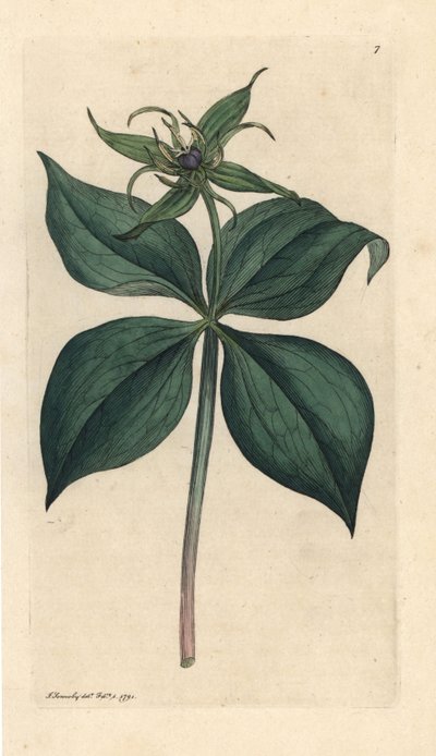 Eenbes, Paris quadrifolia. Handgekleurde kopergravure naar een illustratie van James Sowerby uit James Smith