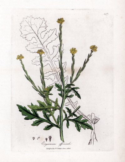 Kruid met zangers of heggenkruid of velar - Heggenraket, Erysium officinale. Handgekleurde kopergravure uit een botanische illustratie door James Sowerby uit William Woodville en Sir William Jackson Hooker