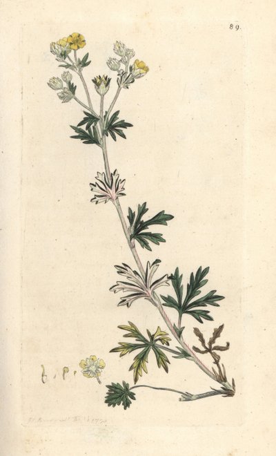 Zilverkruid, Potentilla argentea. Handgekleurde kopergravure naar een illustratie van James Sowerby uit James Smith