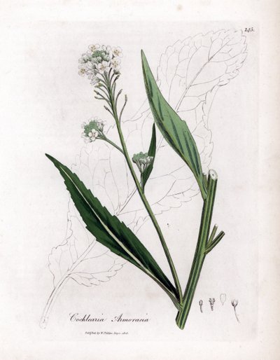 Mierikswortel of cranson - Mierikswortel, Armoracia rusticana. Handgekleurde kopergravure uit een botanische illustratie door James Sowerby uit William Woodville en Sir William Jackson Hooker