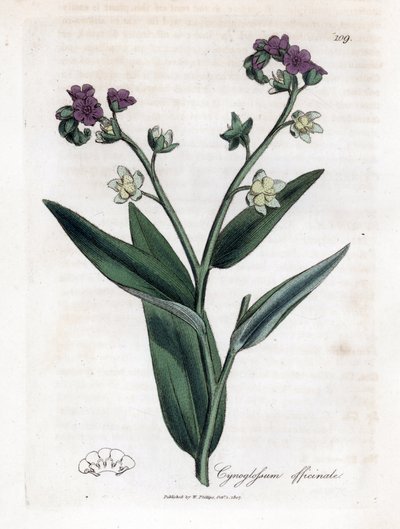 Hondstong, Cynoglossum officinale. Handgekleurde kopergravure uit een botanische illustratie door James Sowerby uit William Woodville en Sir William Jackson Hooker
