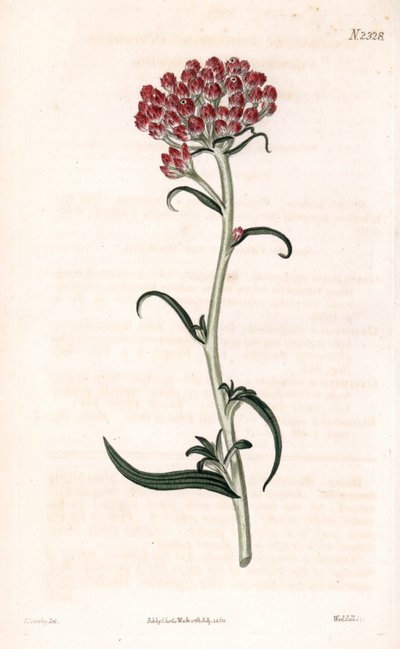 Immortelle ster - Helichrysum stellatum. Handgekleurde kopergravure door Weddell naar een illustratie van James Sowerby uit Samuel Curtis