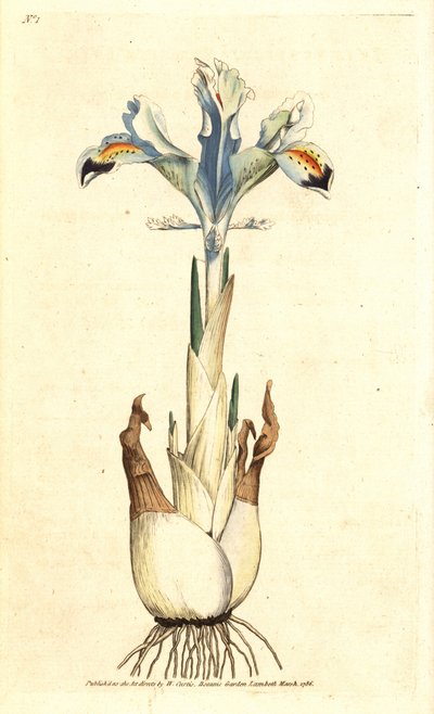 Perzische iris, Iris persica. Illustratie van James Sowerby uit William Curtis
