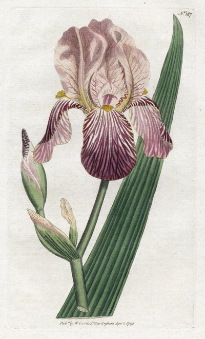 Iris met vlierbesgeur - Lithografie door James Sowerby (1757-1822), plaat uit William Curtis