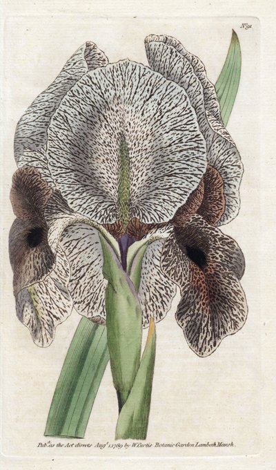Iris de Chalcedoine of Susa door James Sowerby