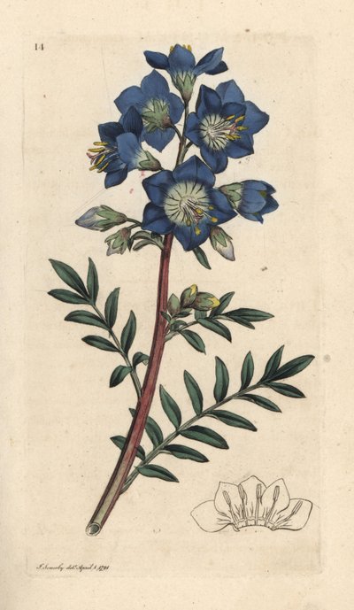 Jacobsladder of Griekse valeriaan, Polemonium caeruleum door James Sowerby